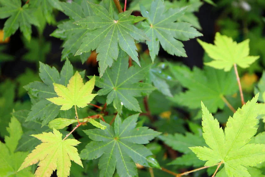 Acer Palmatum Herbstfeuer - Japanese Maple Herbstfeuer