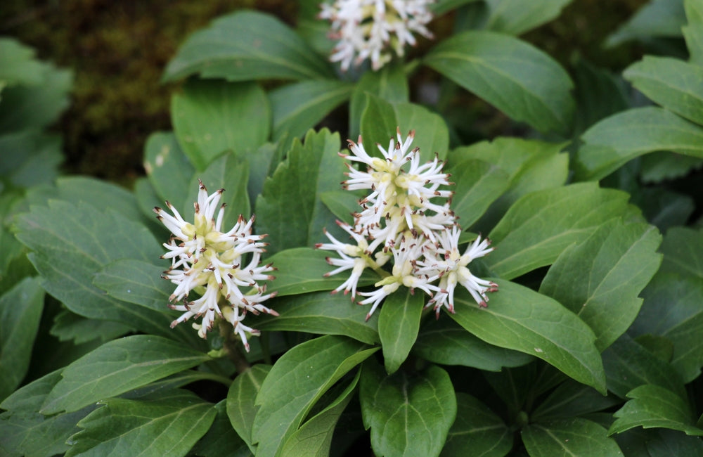 Pachysandra Terminalis - Japanese Spurge