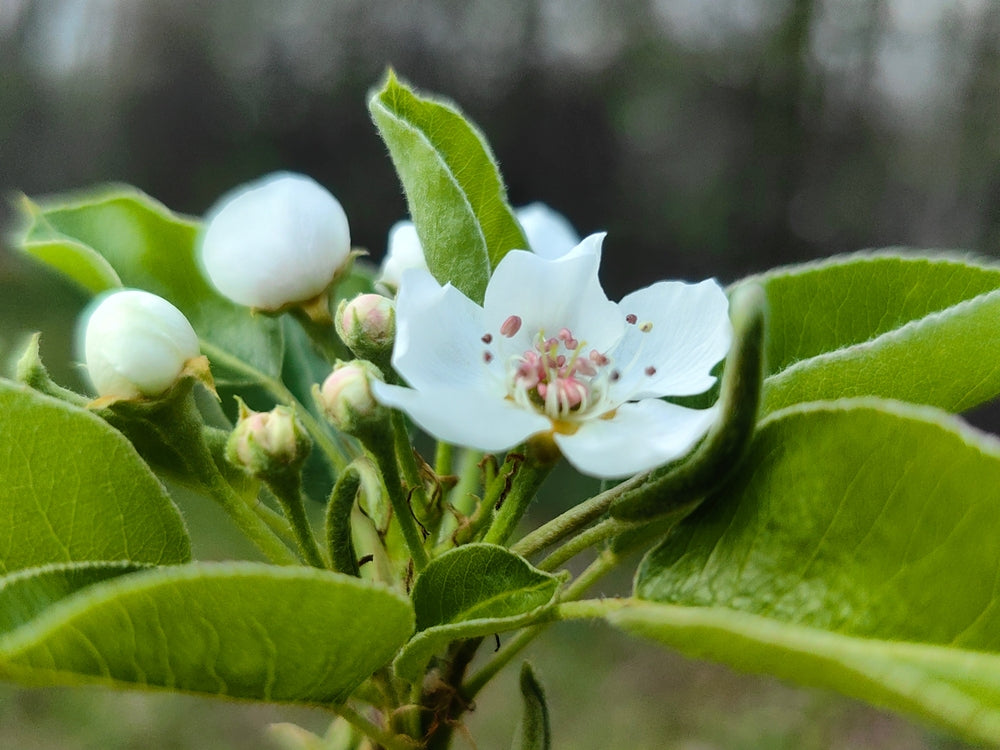 Pyrus Fauriei Westwood - Korean Sun Ornamental Pear