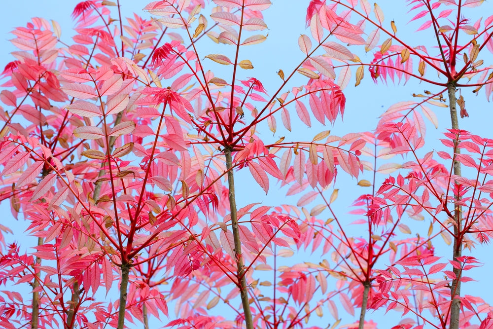 Cedrela Sinensis - Chinese Toon