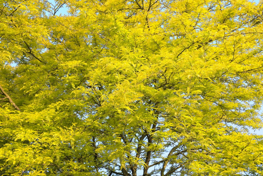 Gleditsia Triacanthos Sunburst - Golden Honey Locust