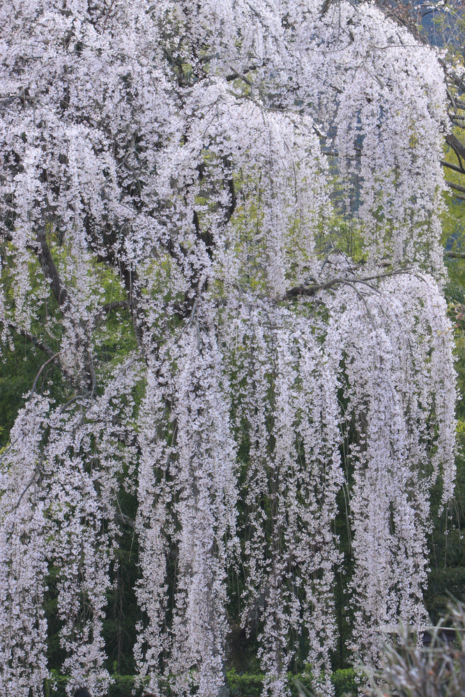 Prunus Yedoensis x Subhirtella Snofozam - Falling Snow Weeping Cherry