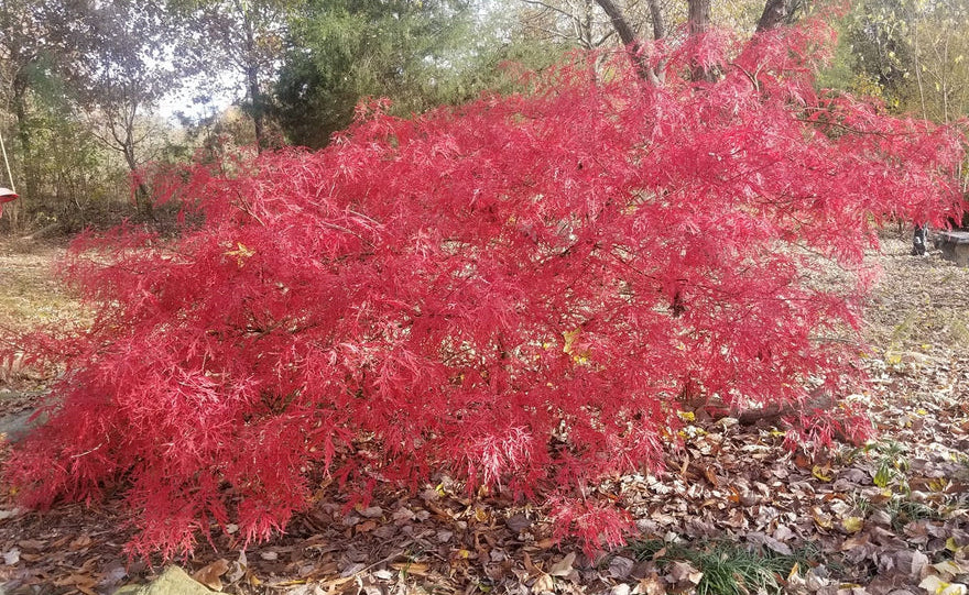 Acer Palmatum 'Baldsmith' – Baldsmith Japanese Maple