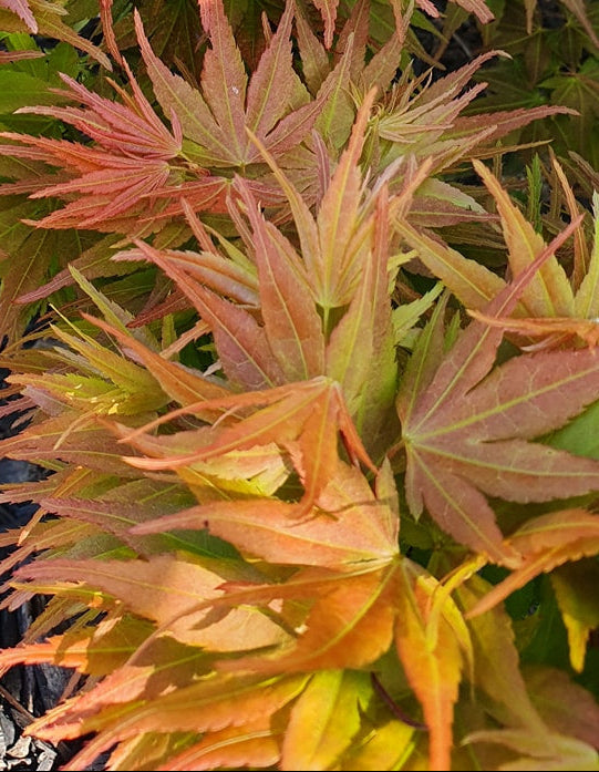 Acer Palmatum 'Peach Mikawa' - Peach Mikawa Japanese Maple