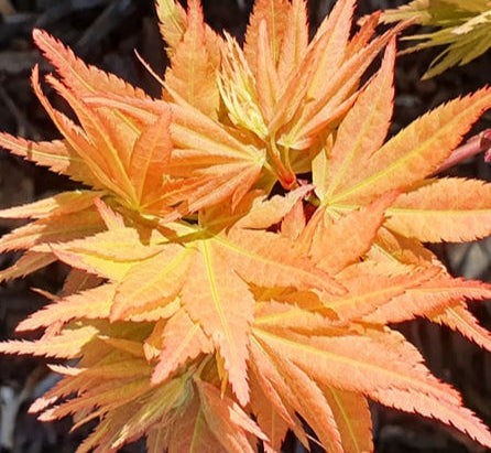 Acer Palmatum 'Peach Mikawa' - Peach Mikawa Japanese Maple
