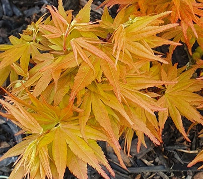 Acer Palmatum 'Peach Mikawa' - Peach Mikawa Japanese Maple