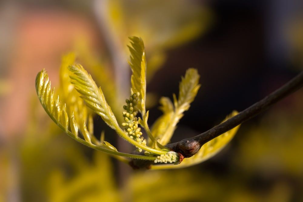 Gleditsia Triacanthos Sunburst - Golden Honey Locust
