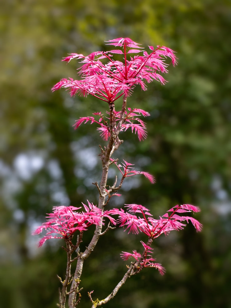 Cedrela Sinensis - Chinese Toon