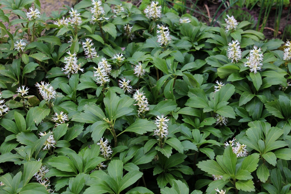 Pachysandra Terminalis - Japanese Spurge