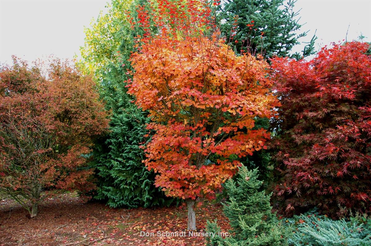 Acer Palmatum Herbstfeuer - Japanese Maple Herbstfeuer