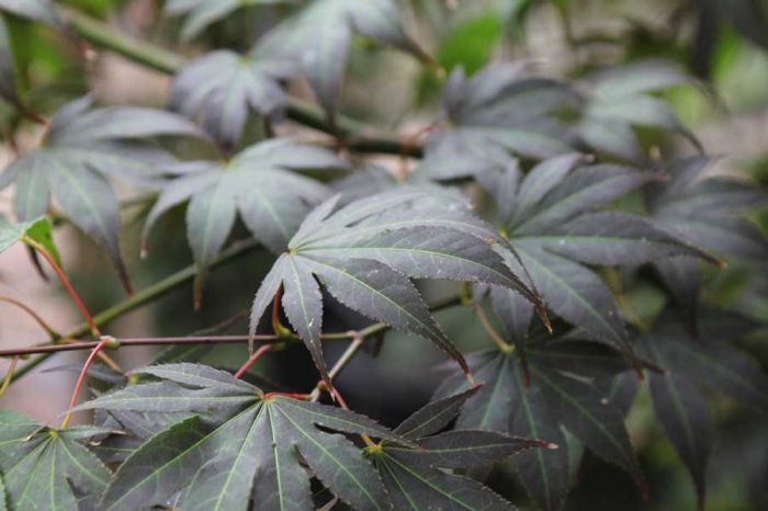 Acer Palmatum Beni Kagami - Japanese Maple Beni Kagami