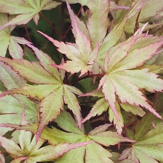 Acer Palmatum Banzai - Japanese Maple Banzai
