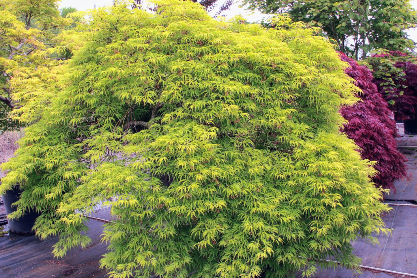 Acer Palmatum Filigree Rogue - Acer Palmatum Filigree Rogue