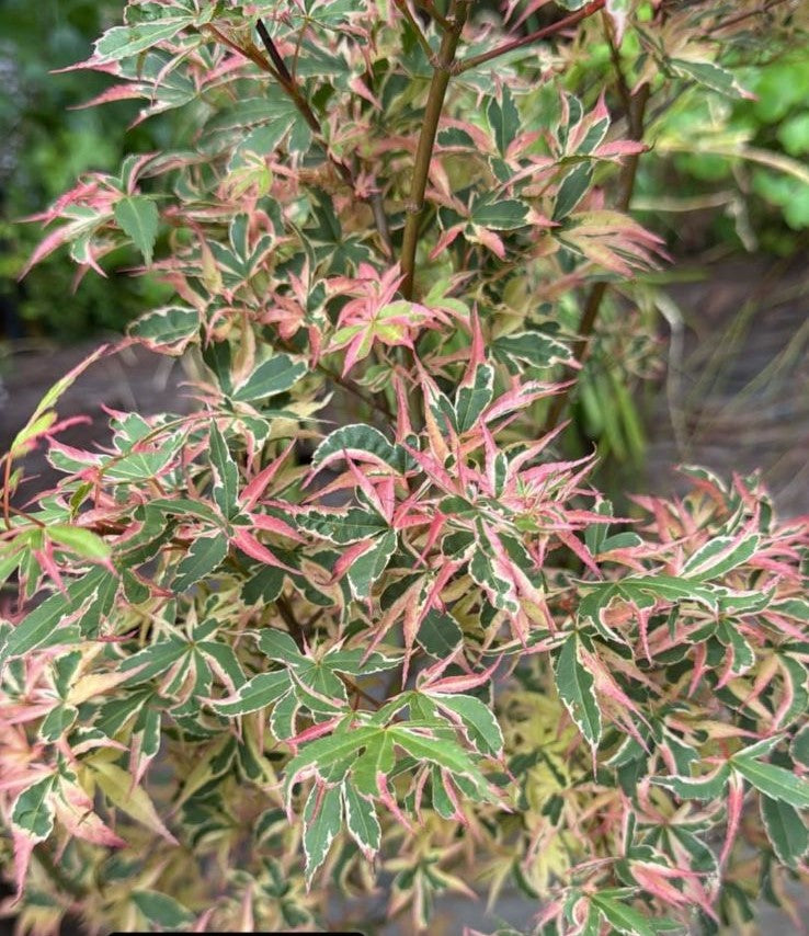 Acer Palmatum 'Roseo Marginatum' - Pink Edged Japanese Maple