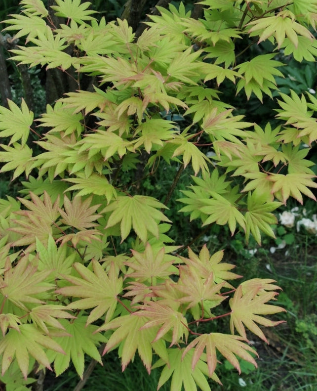 Acer Shirasawanum Green Moon - Green Moon Japanese Maple