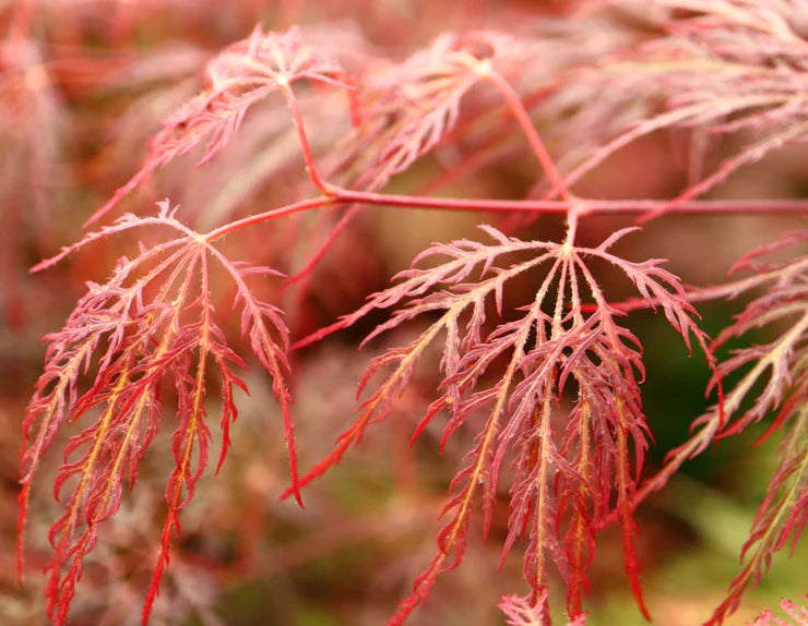 Acer Palmatum Red Filigree Lace Red Filigree Lace Japanese Maple acer-palmatum-red-filigree-lace-red-filigree-lace-japanese-maple
