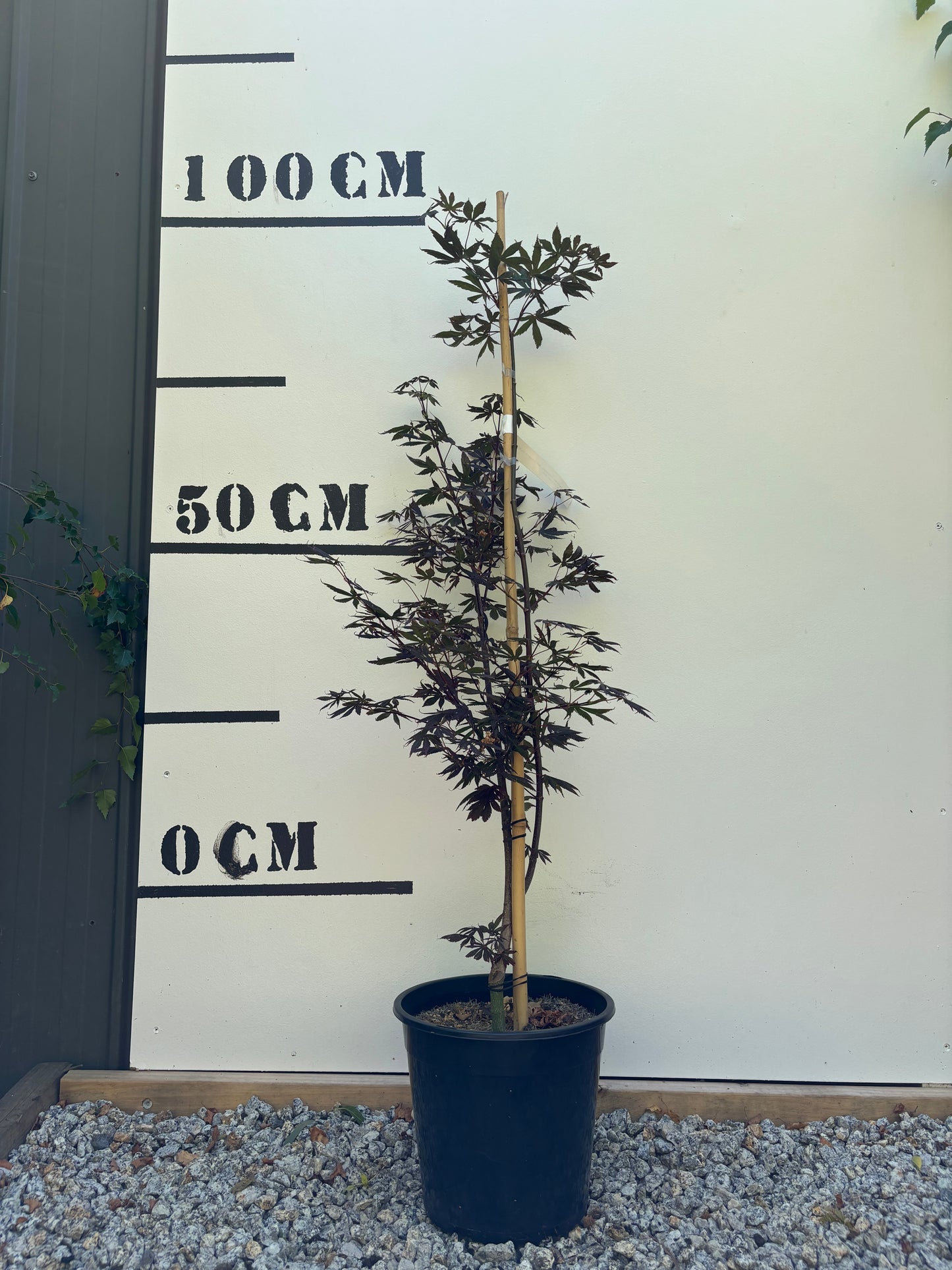 Acer Palmatum Tropemburg - Japanese Maple Tropemburg