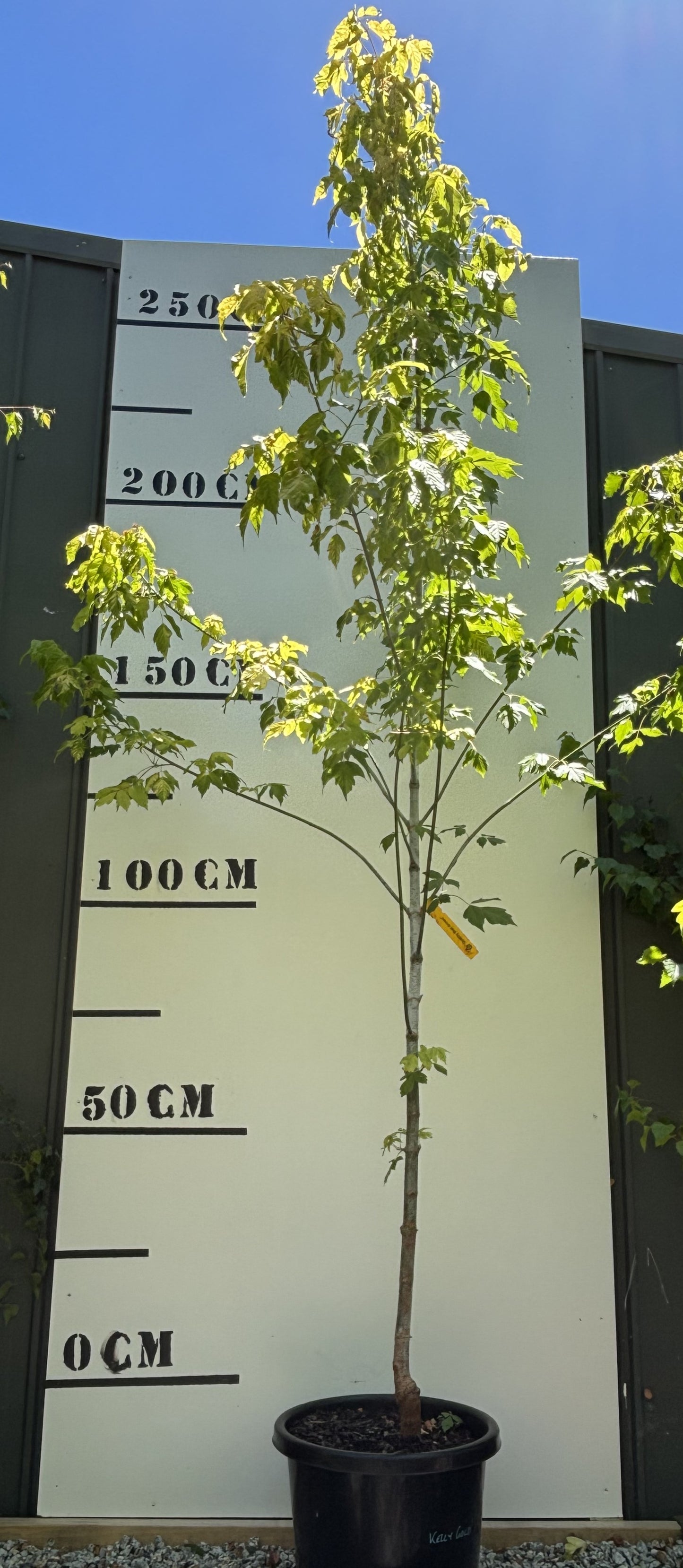 Acer Negundo Kellys Gold - Kellys Gold Boxelder