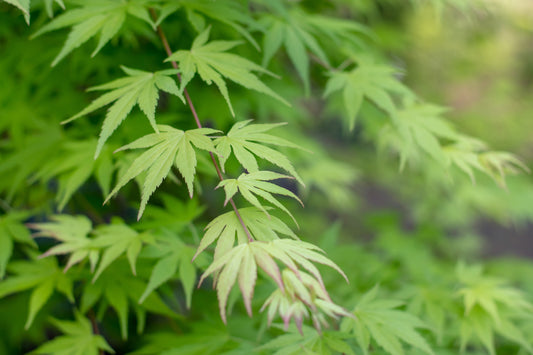 Acer Palmatum - Common Japanese Maple