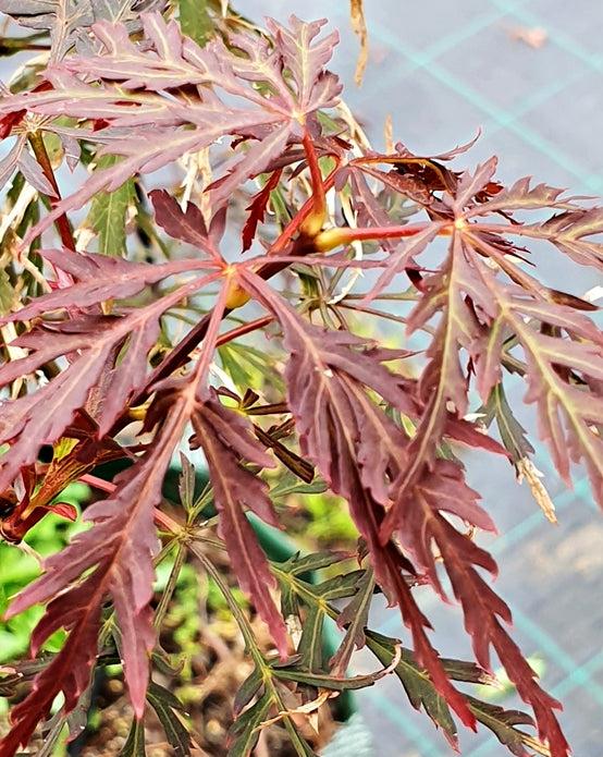 Acer Palmatum Crimson Wave - Japanese Maple Crimson Wave
