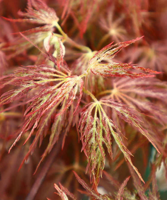 Acer Palmatum Shojo Shidare - Weeping Japanese Maple Shojo Shidare