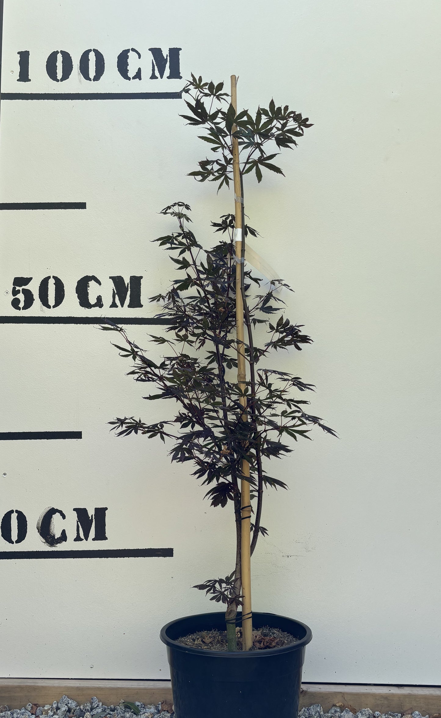 Acer Palmatum Tropemburg - Japanese Maple Tropemburg