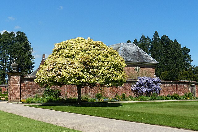 Acer Pseudoplatanus 'Brilliantissimum' - Brilliant Sycamore