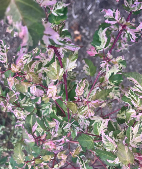 Variegated green and purple leaves with a bee in the background
