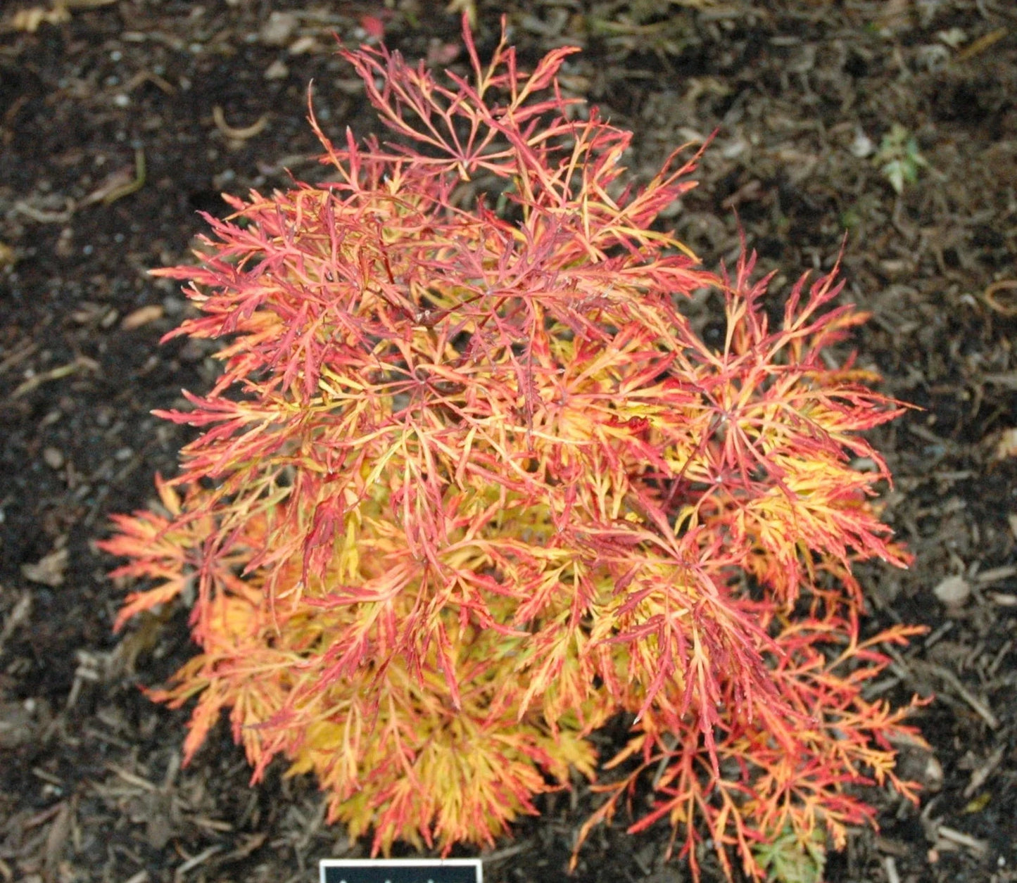 Acer Japonicum Fairy Light - Japanese Maple Fairy Lights