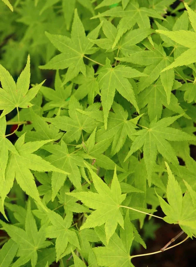 Acer Palmatum Aoyagi - Green Bark Japanese Maple