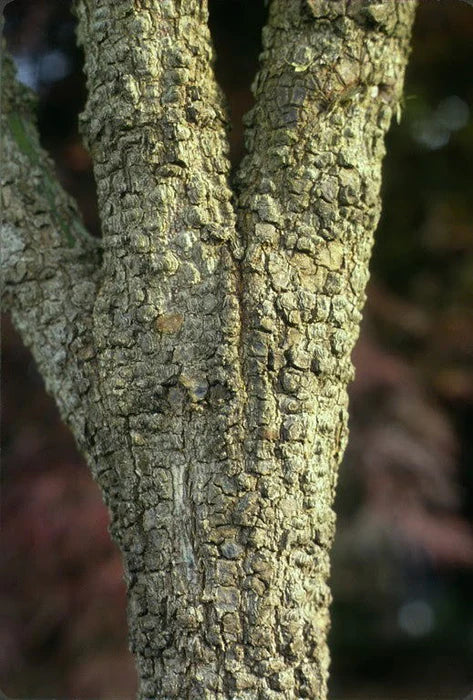Acer Palmatum Arakawa - Rough Bark Japanese Maple