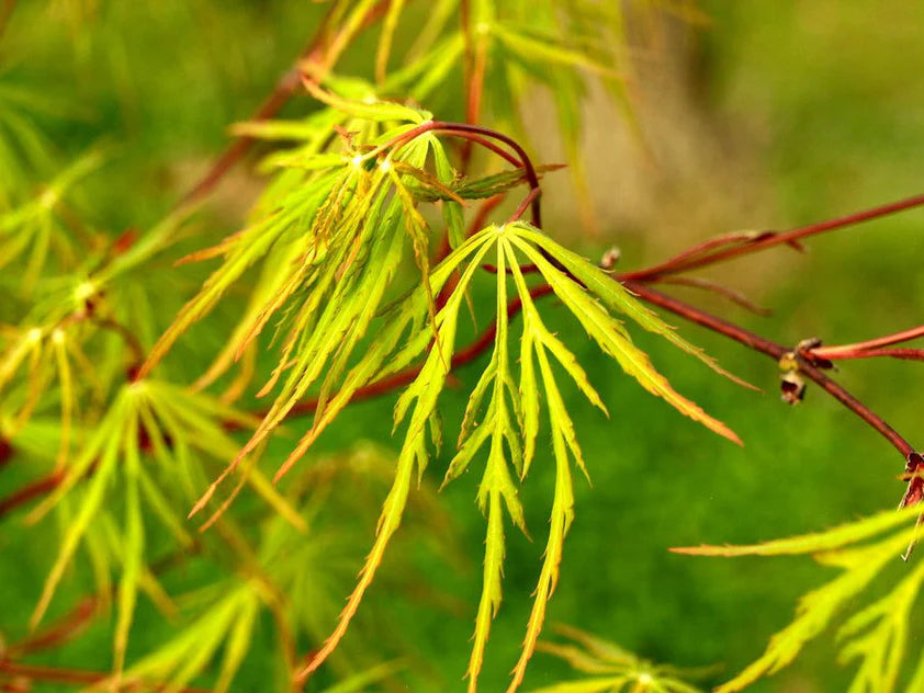 Acer Palmatum Dissectum Autumn Fire - Autumn Fire Japanese Maple