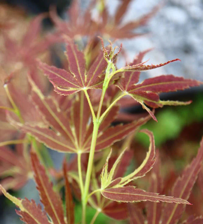 Acer Palmatum Beni Shi En - Beni Shi En Japanese Maple