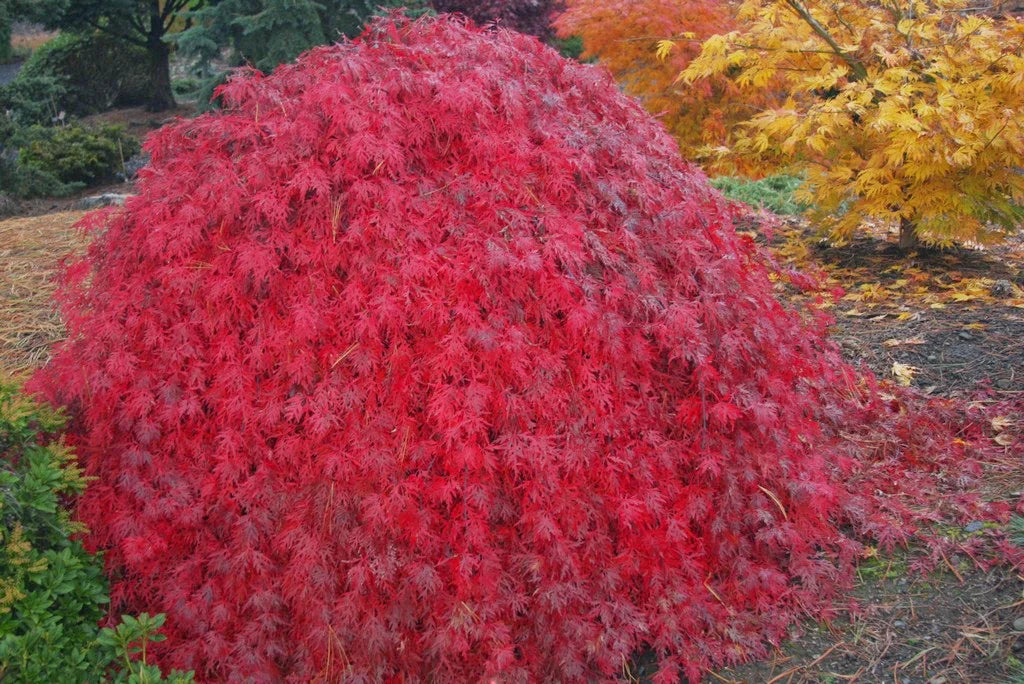 Acer Palmatum Dissectum 'Brocade' – Brocade Weeping Laceleaf Japanese Maple