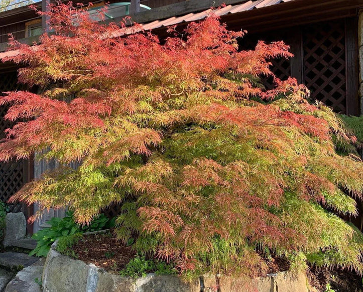 Acer Palmatum 'Chantilly Lace' – Chantilly Lace Japanese Maple