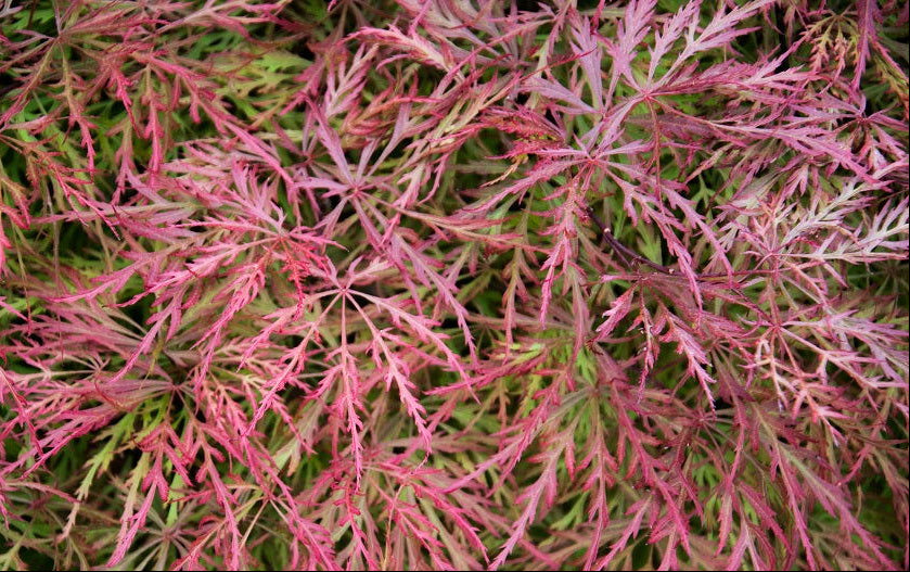 Acer Palmatum 'Chantilly Lace' – Chantilly Lace Japanese Maple