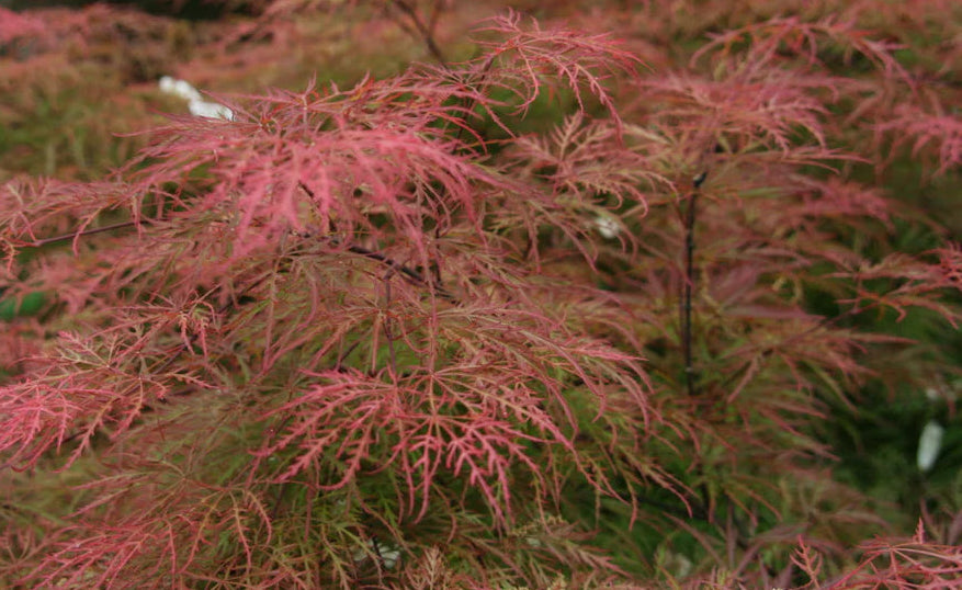 Acer Palmatum 'Chantilly Lace' – Chantilly Lace Japanese Maple