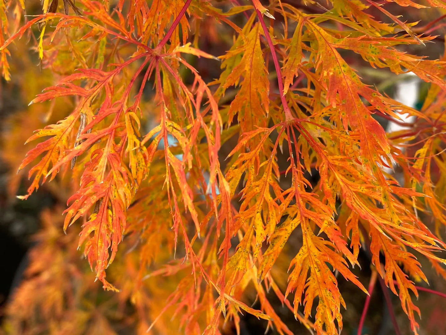 Acer Palmatum Ellen - Weeping Japanese Maple Ellen