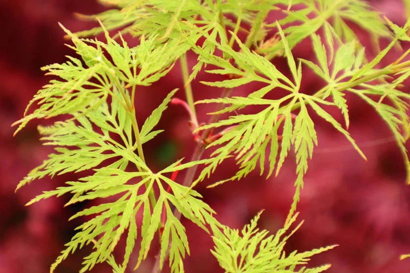 Acer Palmatum Emerald Lace - Weeping Japanese Maple Emerald Lace