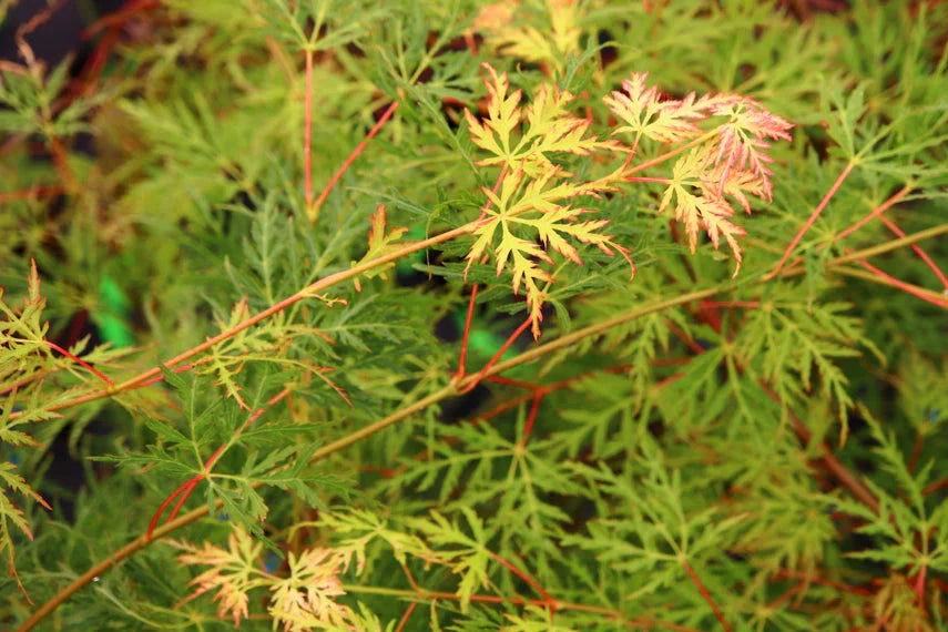 Acer Palmatum Emerald Lace - Weeping Japanese Maple Emerald Lace