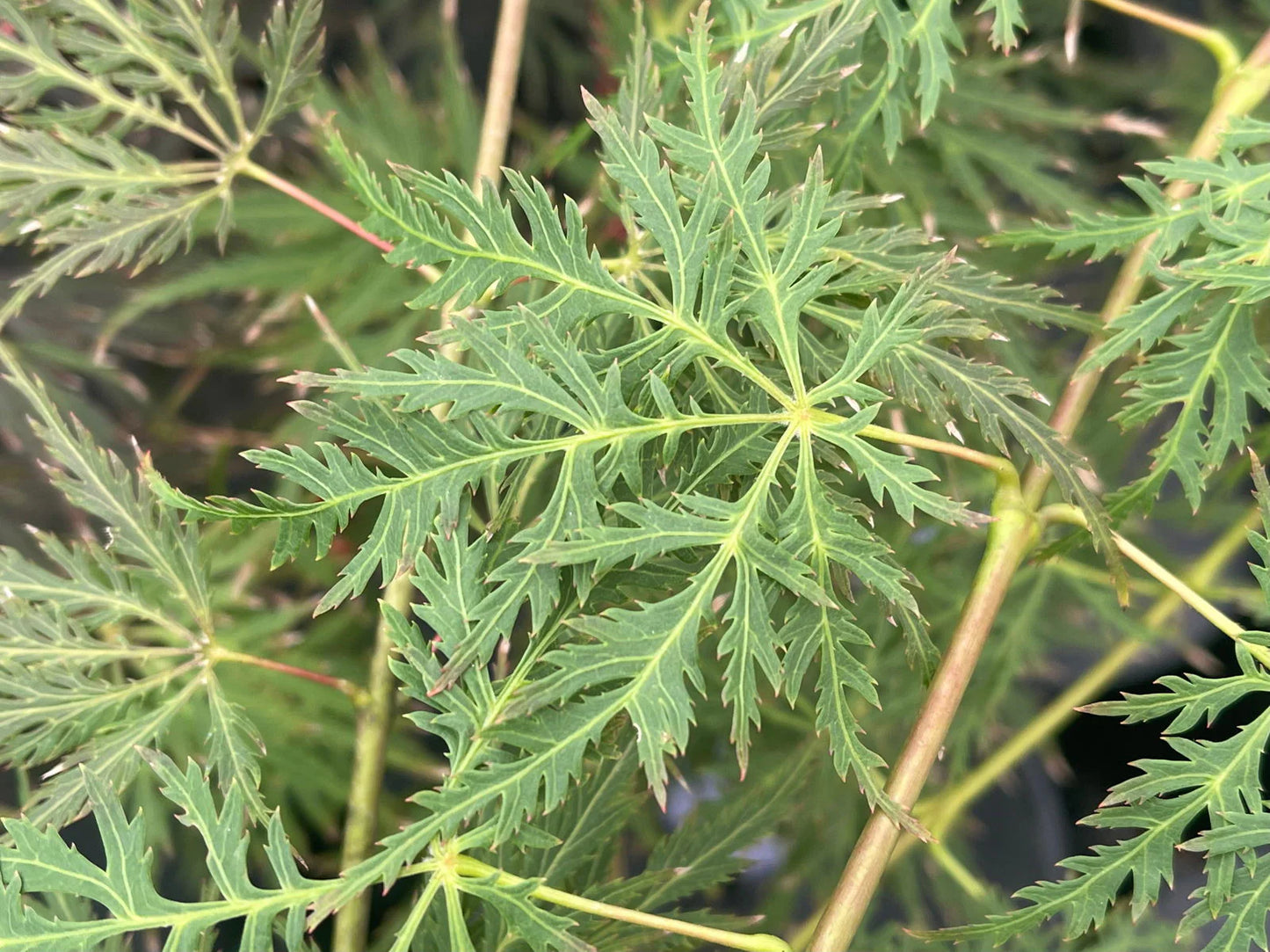 Acer Palmatum Filigree Rogue - Acer Palmatum Filigree Rogue