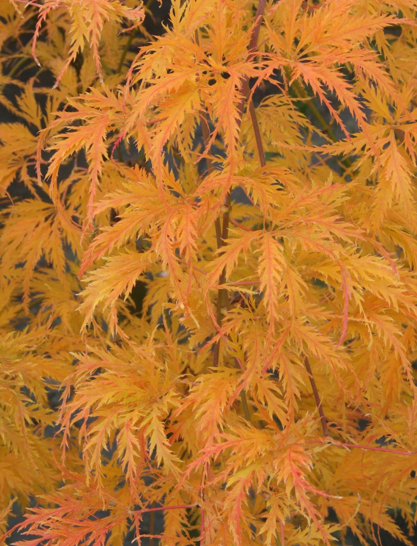 Acer Palmatum Filigree - Filigree Japanese Maple