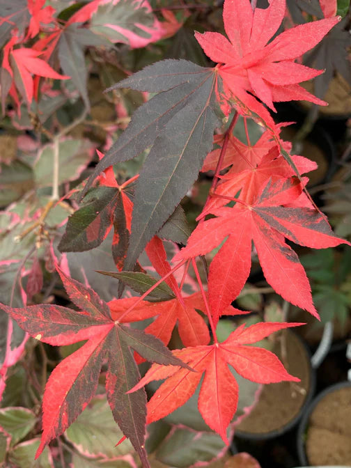 Acer Palmatum Rainbow Sister - Rainbow Sister Japanese Maple