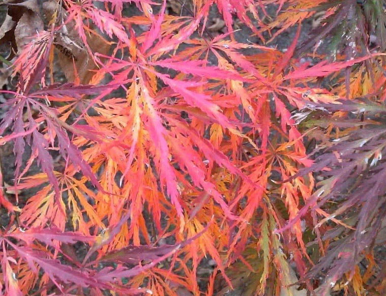 Acer Palmatum Green Hornet - Green Hornet Japanese Maple