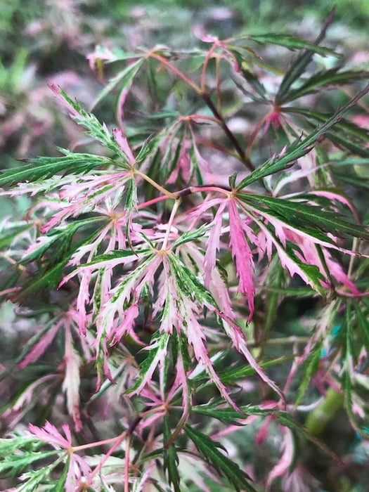 Acer Palmatum 'Hana Matoi' – Hana Matoi Japanese Maple