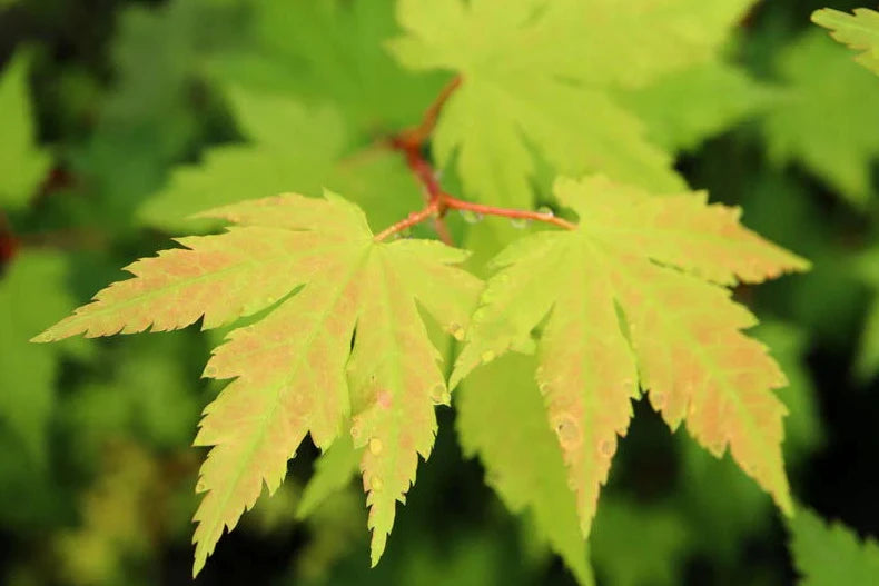 Acer Palmatum Herbstfeuer - Japanese Maple Herbstfeuer