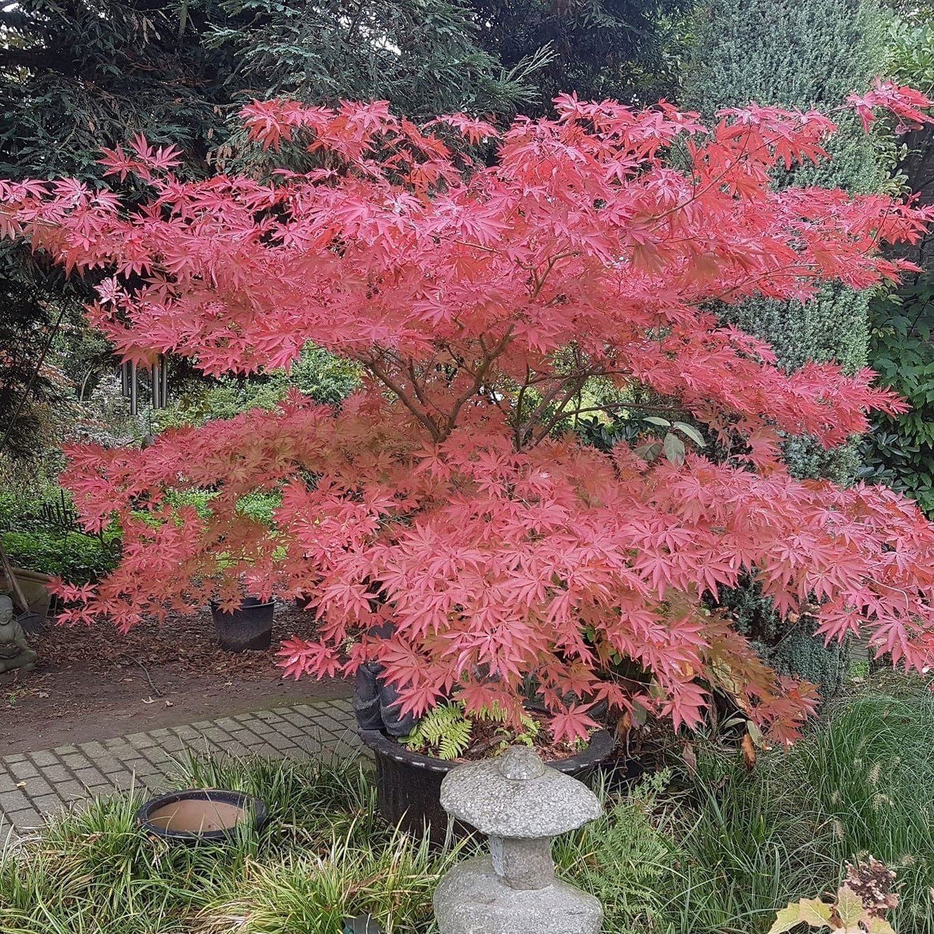 Acer Palmatum Inazuma - Japanese Maple Inazuma