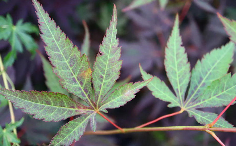 Acer Palmatum John Teuvon - John Teuvon Japanese Maple