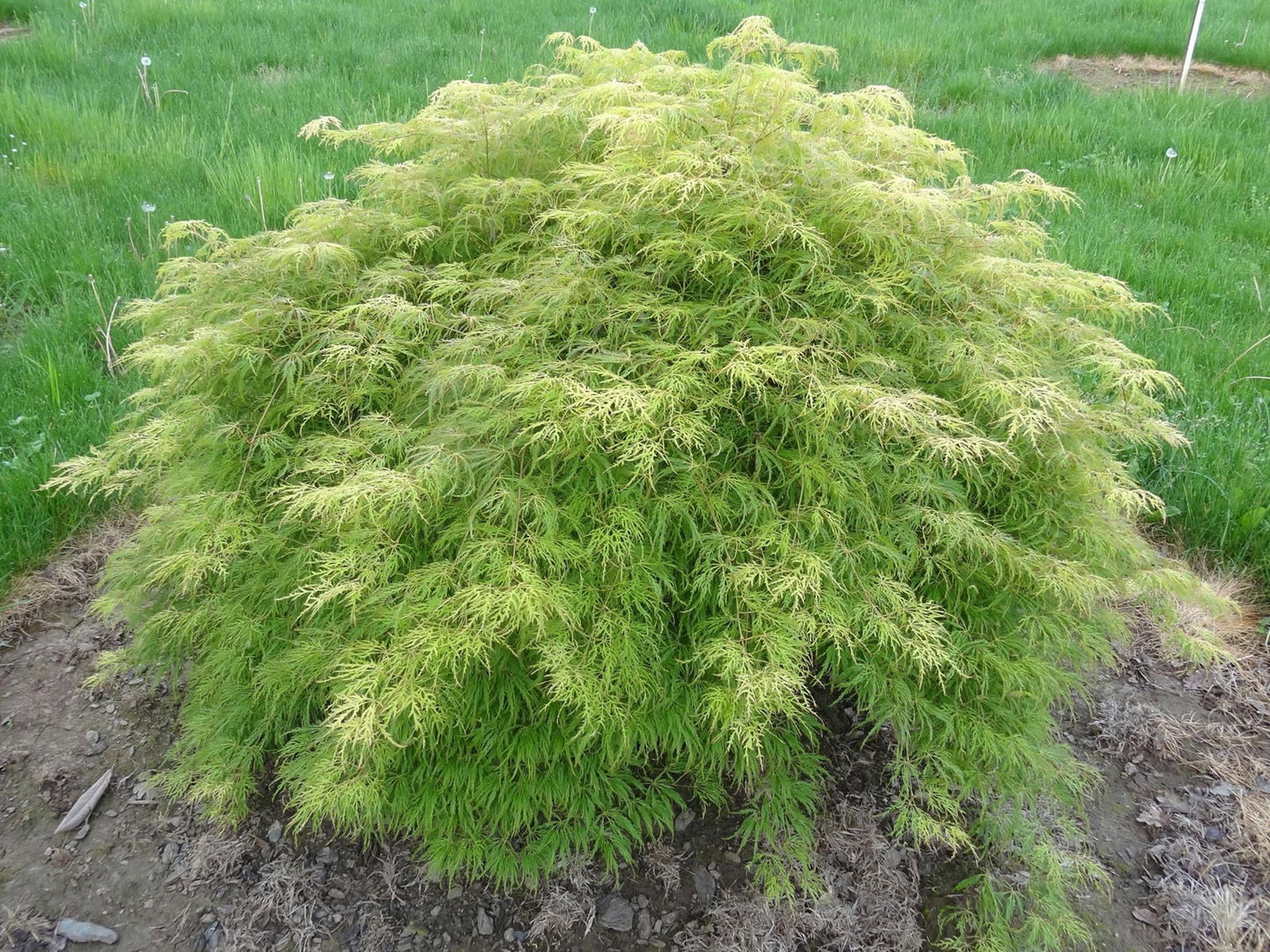 Acer Palmatum 'Lemon Lime Lace' - Lemon Lime Lace Japanese Maple