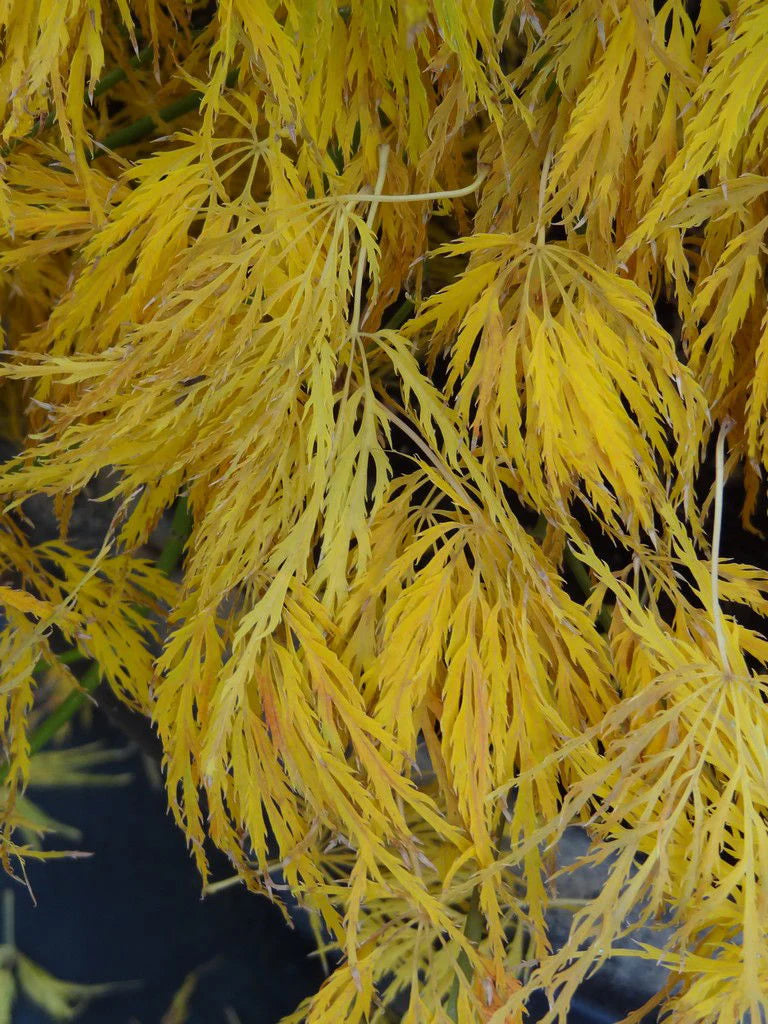 Acer Palmatum 'Lemon Lime Lace' - Lemon Lime Lace Japanese Maple